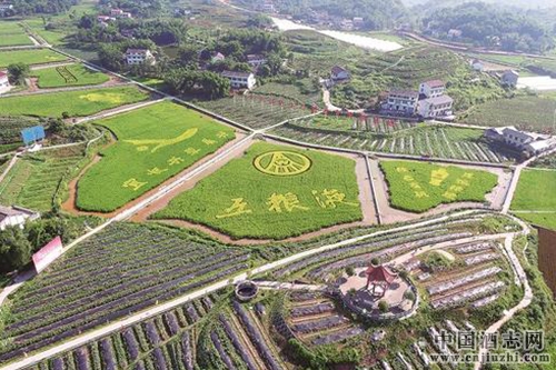 五粮液计划发展20万亩酿酒专用粮基地