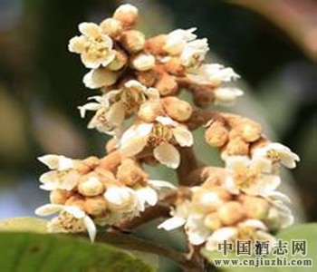 云霄枇杷花茶